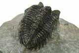 Coltraneia Trilobite Fossil - Huge Faceted Eyes #225336-5
